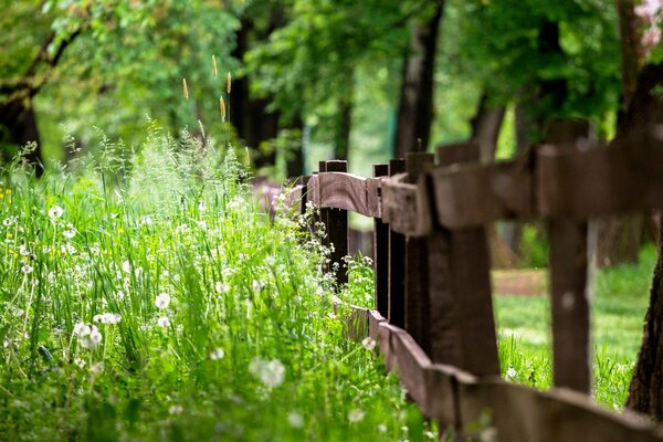 Rich summer greenery at the fence