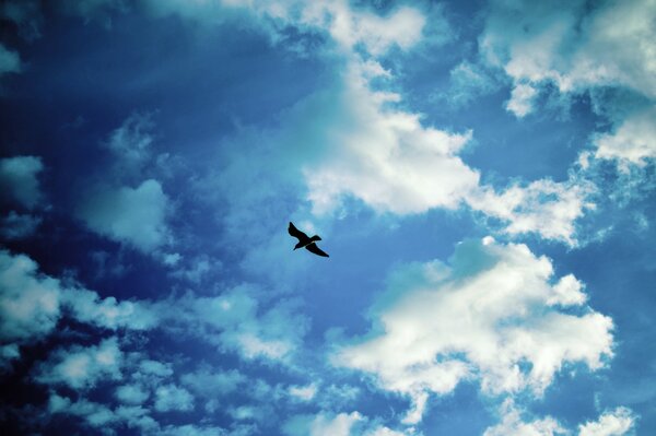 Eine Möwe, die am bewölkten Himmel schwebt