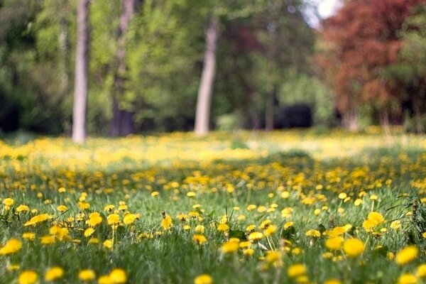 Fleurs jaunes en été dans une clairière forestière