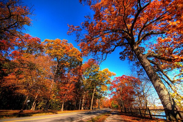 Carretera asfaltada a través del bosque de otoño