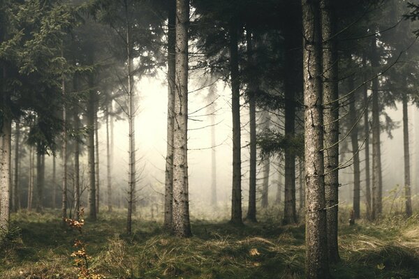 Waldlandschaft mit Nebel