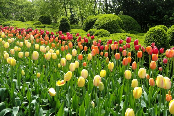 Jardin de tulipes vertes avec des buissons ronds