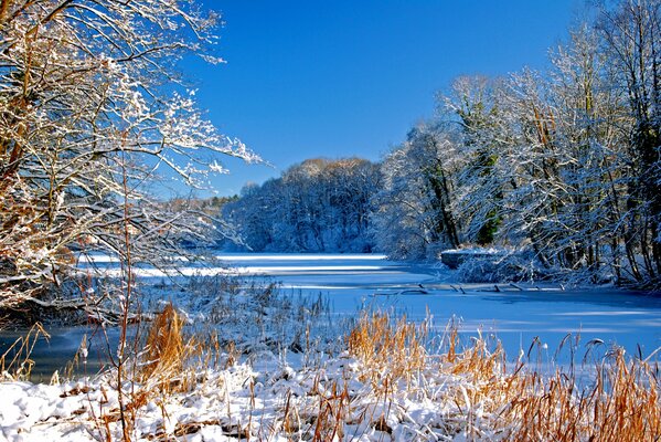 River in winter among the trees