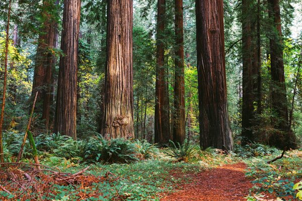 Huge tree trunks in the summer forest