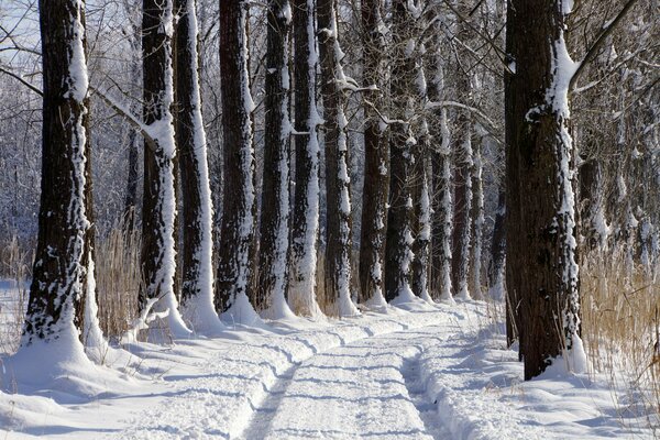 Winter. alley. the road in the snow