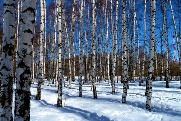 Birch grove in snowy winter