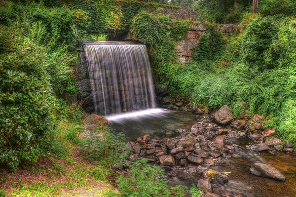 Les arbres entourent une petite cascade