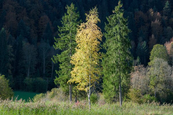 Otoño. tres árboles contra un bosque oscuro