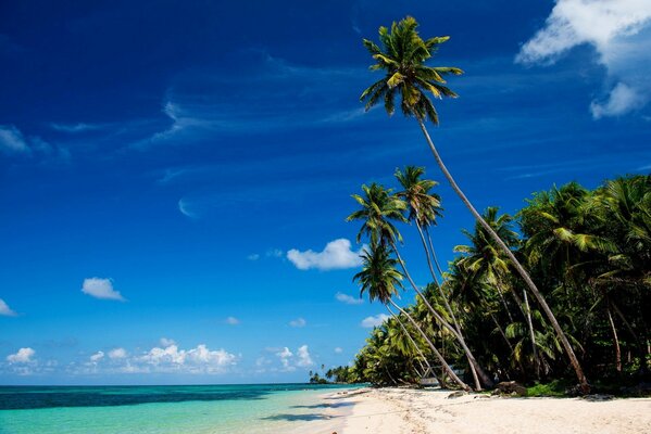 Foto von Palmen, Meer, Strand und blauem Himmel