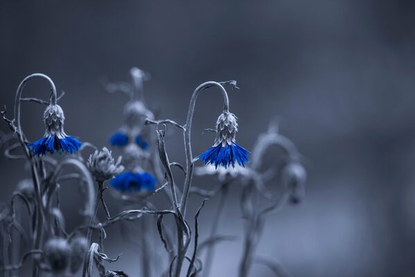 Chaber polny w bokeh