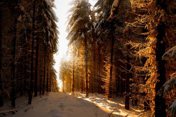 Foresta di neve atmosferica di conifere