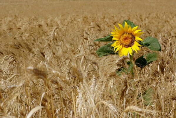 Girasol brillante en espigas de centeno