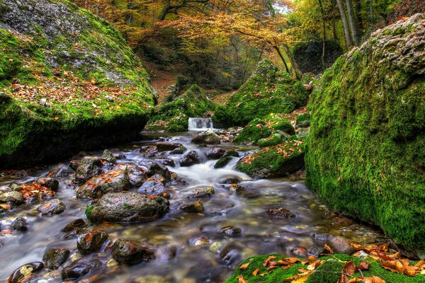 Un ruscello trasparente tra le rocce ricoperte di muschio