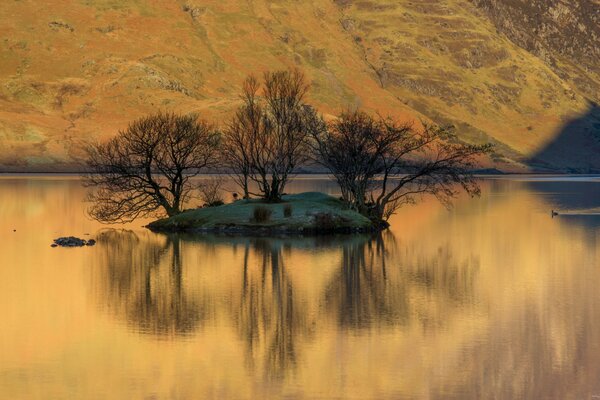 Isolotto con alberi in mezzo al lago