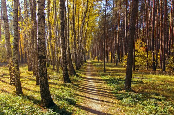 A path in the autumn birch forest