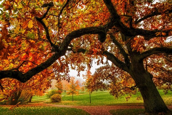 Couleurs automnales vives sur les arbres et la route dans le parc