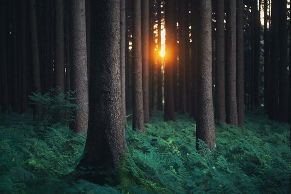 Lumière entre les arbres dans la forêt