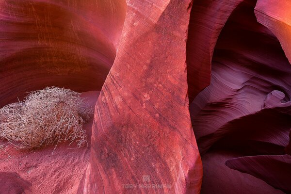 Canyon dell antilope degli Stati Uniti tekstra