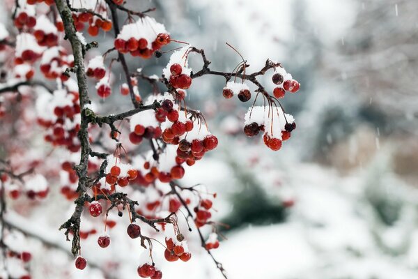 Winterbeeren unter Schnee