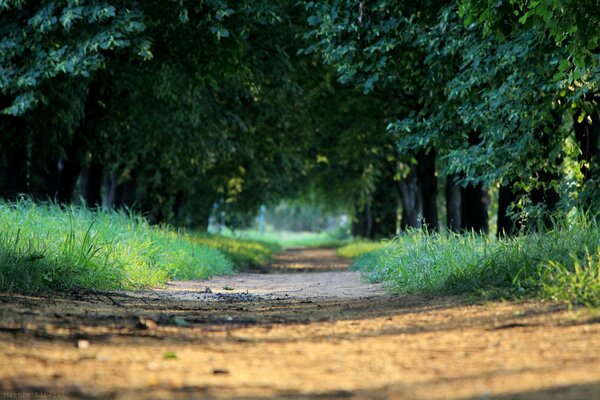 Allée verte de tilleul en été