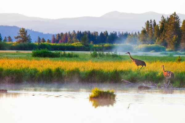 Two herons in the fog wander through the swamps in the tall grass