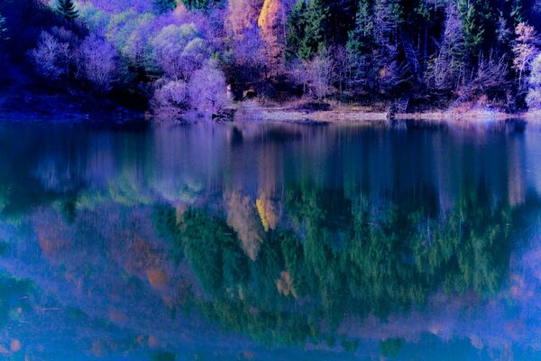 Pendio della foresta vicino al lago in autunno