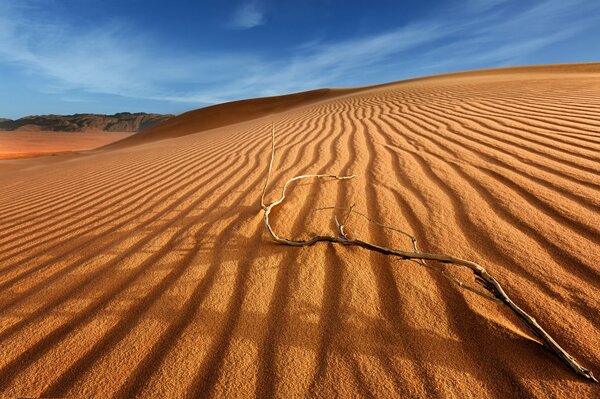 Rama en las dunas de arena en el desierto