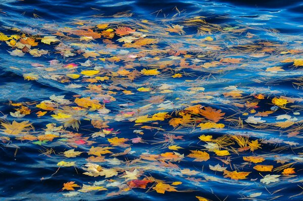 Herbstlaub im kalten Wasser des Flusses