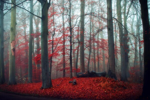 Tapis rouge dans la forêt d automne