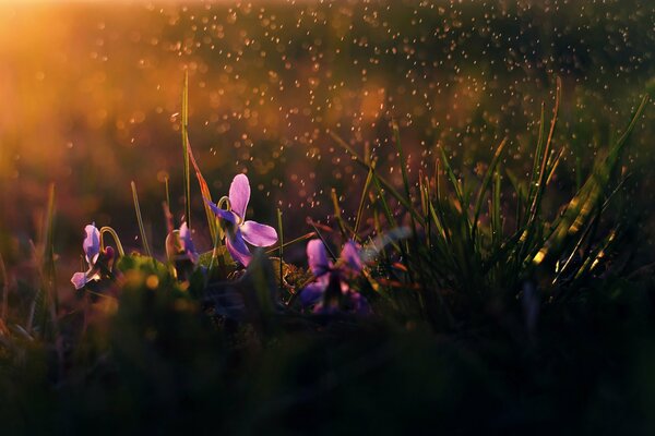 Fiori sotto la pioggia del mattino