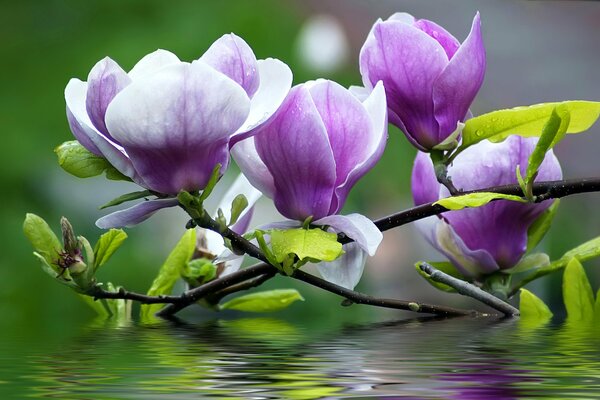 Rama con flores moradas que cayó al agua