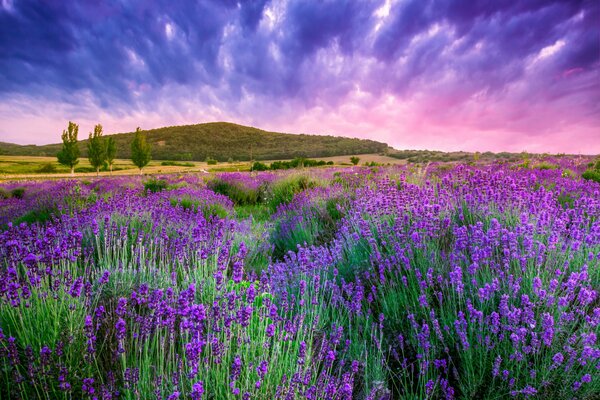 Arbustos de lavanda al amanecer