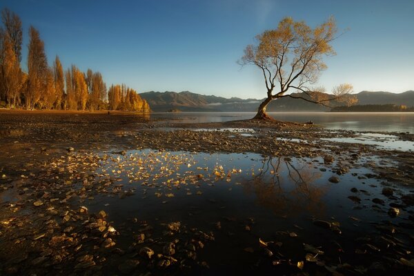 Naturaleza otoñal. Lago con árboles amarillentos