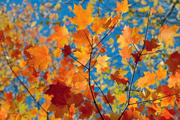 Ahorn Herbst Zweige auf Himmelshintergrund