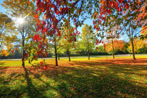 Autumn park with yellow foliage