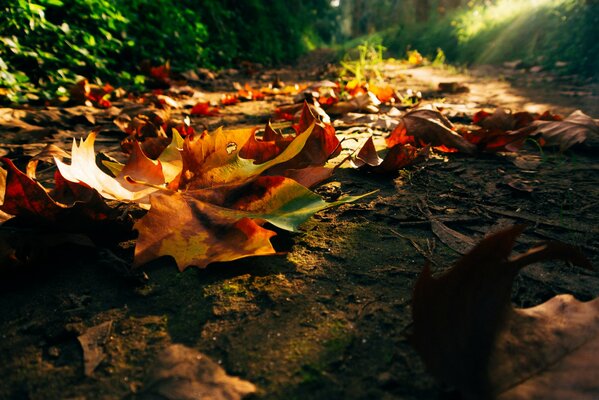 Feuilles tombées d automne jaunes