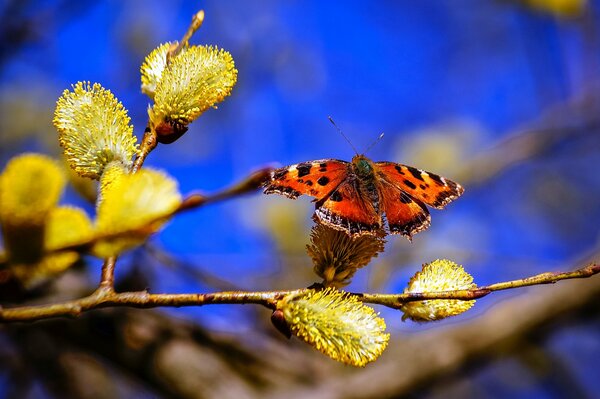 I ll collect nectar, otherwise Palm Week is coming soon