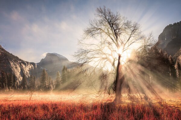 Der kalifornische Nationalparkbaum. Ein Baum in der Sonne