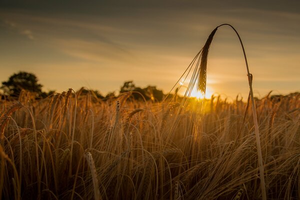 Tramonto nel campo. Grano al tramonto