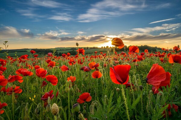 Campo de amapolas bajo el cielo