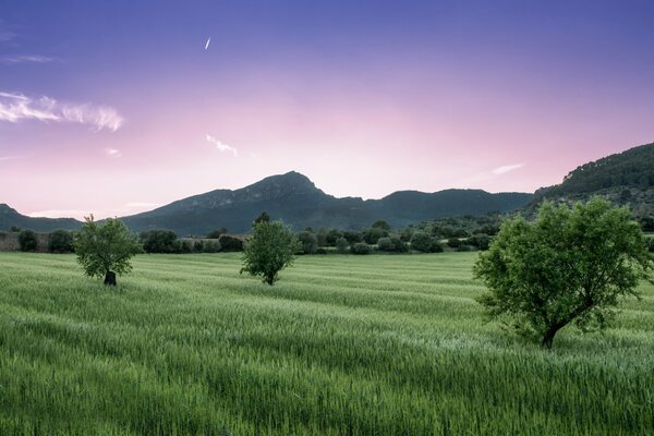 A green field against a mountain background and a purple sky