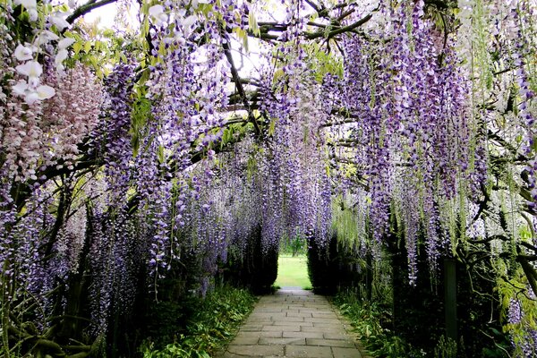 Ein Pfad im japanischen Park mit Glyzinien und Wisteria