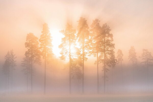 Mañana brumosa de invierno en el bosque