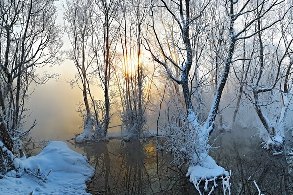 Alberi innevati inondati d acqua. Al confine tra autunno e inverno