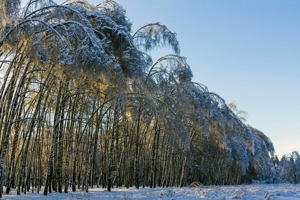 Los árboles delgados se doblan bajo la presión de la nieve y las heladas invernales