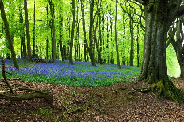 Clairière florale au milieu de la forêt printanière. Fleurs lilas dans la forêt