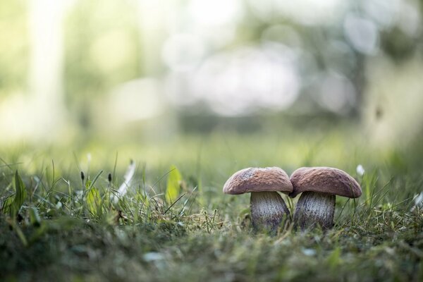 Two mushrooms in the glare of green grass