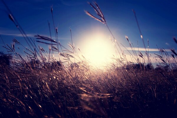 Sonnenuntergang im trockenen Grasfeld vor dem Hintergrund des blauen Himmels