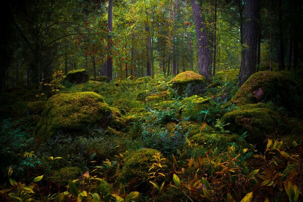 Muschio in una favolosa foresta autunnale