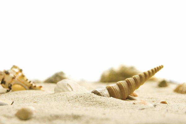 Beautiful sea shells in white sand